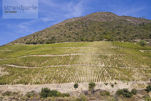 Weinberge in Douro  Peso da RÈgua  Portugal  Europa