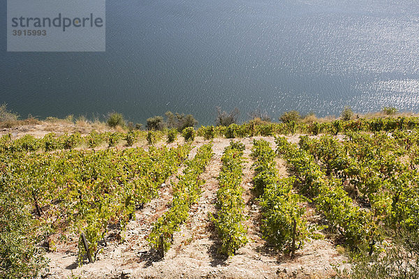 Douro-Fluss und Weinberge  Portugal  Europa