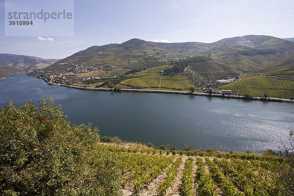 Douro-Fluss und Weinberge  Portugal  Europa