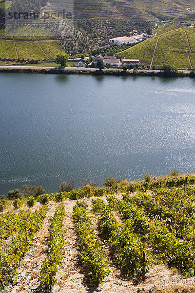 Douro-Fluss und Weinberge  Portugal  Europa