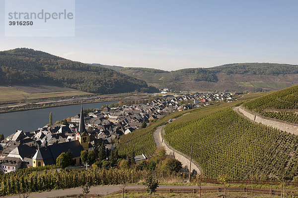 Weinort Zeltingen-Rachtig  Mosel  Rheinland-Pfalz  Deutschland  Europa