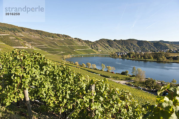 Weinberge mit Rieslingtrauben am Südhang von Piesport  Mosel  Rheinland-Pfalz  Deutschland  Europa