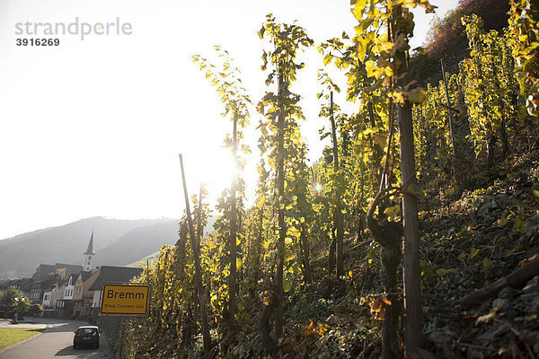 Weinort Bremm  Bremmer Calmont mit den steilsten Weinbergen der Welt  Mosel  Rheinland-Pfalz  Deutschland  Europa
