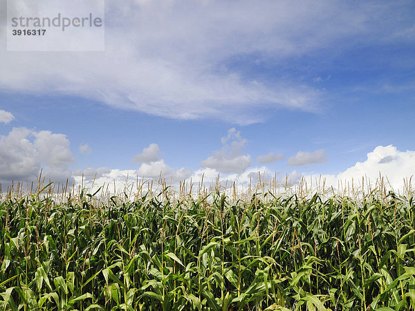 Mais wächst in einem Feld  Oxfordshire  England  Großbritannien  Europa