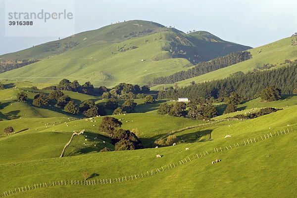 Grünes Hügelland in der Nähe von Masterton  Wellington  im südlichen Teil der Nordinsel von Neuseeland