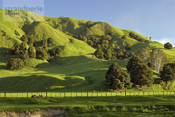 Grünes Hügelland in der Nähe von Castlepoint  Wellington  im südlichen Teil der Nordinsel von Neuseeland
