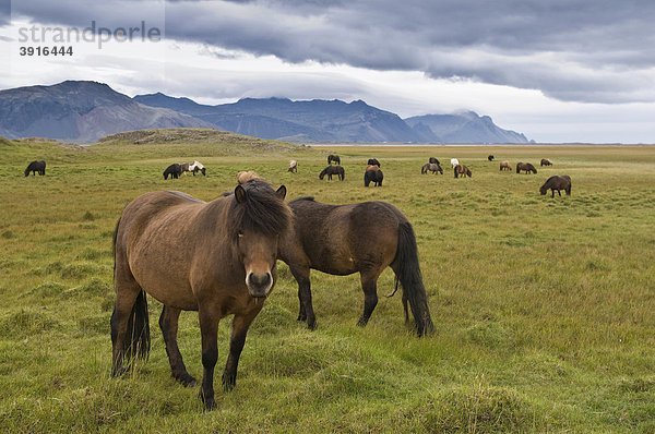 Islandpferde in der Nähe von Höfn  Island  Europa