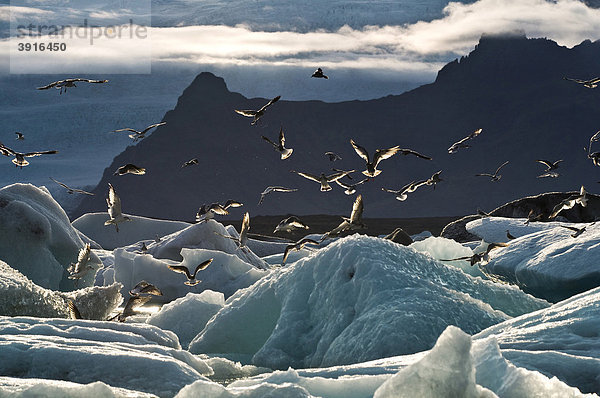 Möwen am Jökulsarlon  Island  Europa