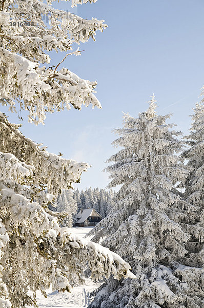 Winterlandschaft im Schwarzwald  Baden-Württemberg  Deutschland  Europa