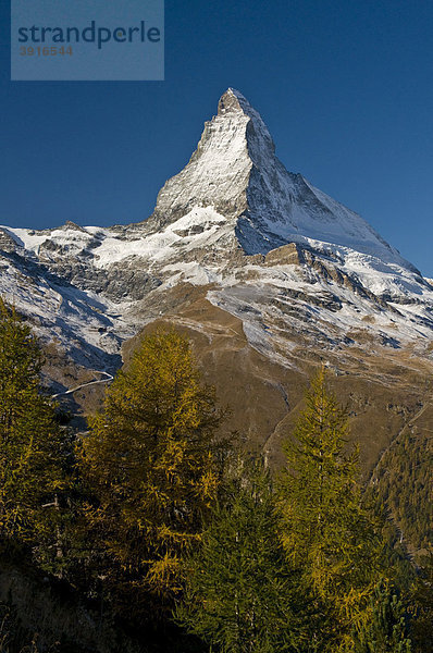 Matterhorn mit herbstlich verfärbten Lärchen  Zermatt  Schweiz  Europa