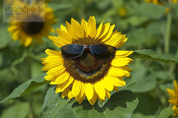 Sunflower (Helianthus anuus) wearing sunglasses  laughing