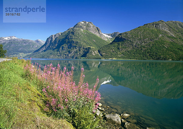 Am Strynsvatn bei Oppstryn  Norwegen  Skandinavien  Europa