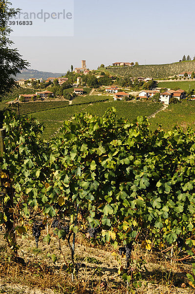 Barbaresco  Provinz Cuneo  Piemont  Italien  Europa