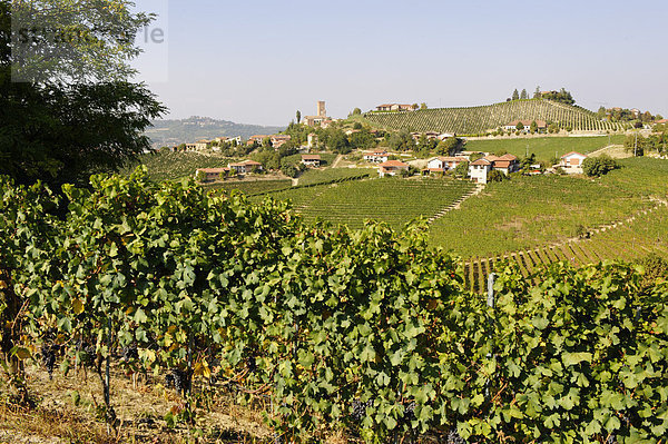 Barbaresco  Provinz Cuneo  Piemont  Italien  Europa