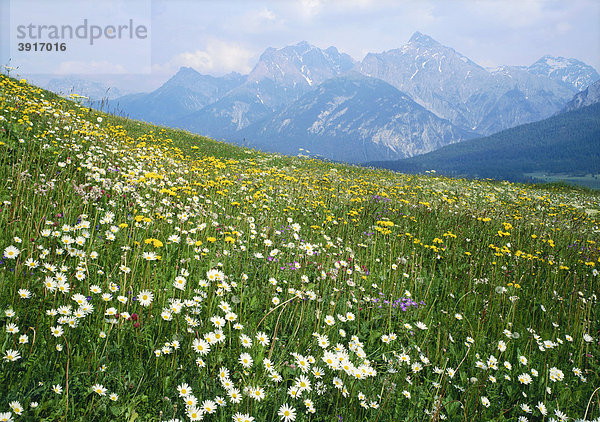 Bergblumenwiese vor der Lischanagruppe  Engadin  Kanton Graubünden  Schweiz  Europa
