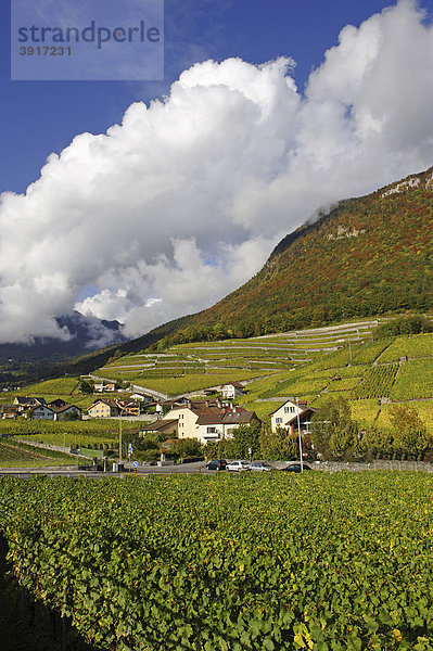 Weinberge  Aigle  Kanton Waadt  Schweiz  Europa Kanton Waadt