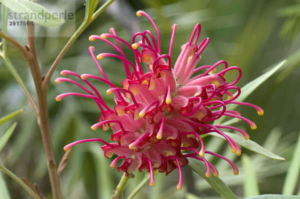 Spinnenblume (Grevillea banksii  Proteaceae)