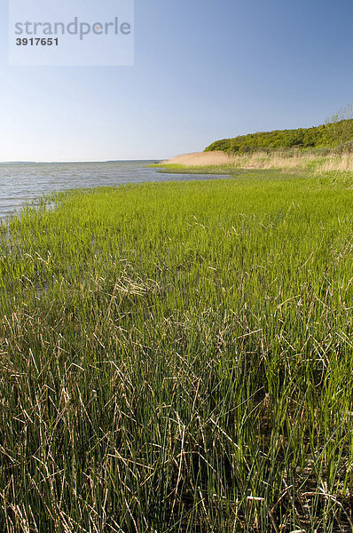 Großer Jasmunder Bodden bei Lietzow  Insel Rügen  Mecklenburg-Vorpommern  Deutschland  Europa