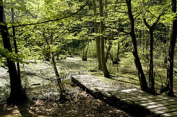 Holzsteg am Feuchtgebiet im Nationalpark Jasmund  Insel Rügen  Mecklenburg-Vorpommern  Deutschland  Europa