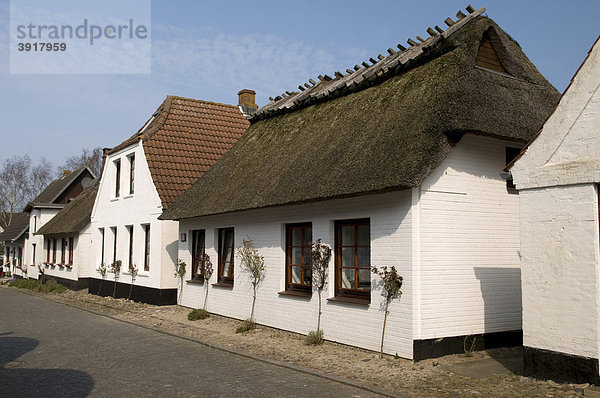Reetgedeckte Häuser in Maasholm. Schleswig-Holstein  Deutschland  Europa