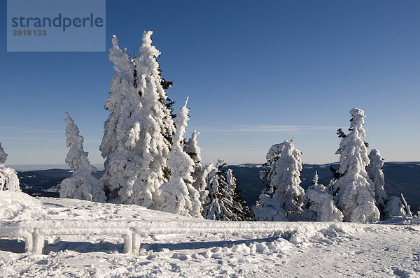 Verschneite Tannen am Gipfelplateau des Großen Arber  Naturpark Bayerischer Wald  Bayern  Deutschland  Europa