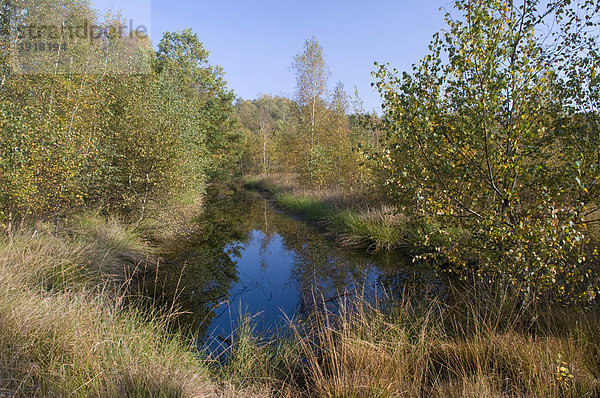 Venner Moor Naturschutzgebiet  Münsterland  Nordrhein-Westfalen  Deutschland  Europa