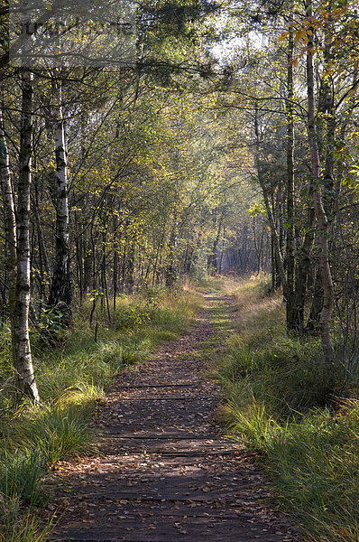 Weg durch den Birkenwald im Venner Moor Naturschutzgebiet  Münsterland  Nordrhein-Westfalen  Deutschland  Europa