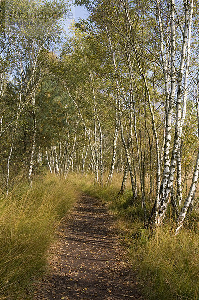 Weg durch den Birkenwald im Venner Moor Naturschutzgebiet  Münsterland  Nordrhein-Westfalen  Deutschland  Europa