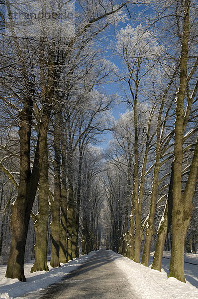 Baumallee im Schlosspark von Schloss Nordkirchen im Winter  Münsterland  Nordrhein-Westfalen  Deutschland  Europa