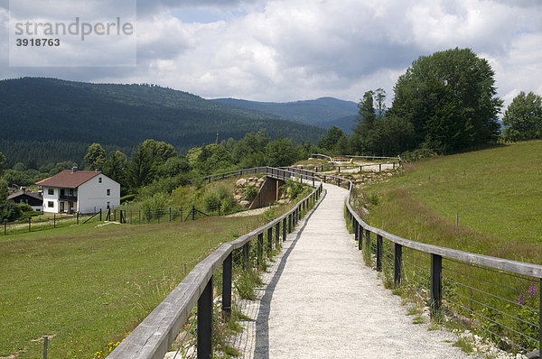 Wanderweg im Nationalpark Bayerischer Wald  Bayern  Deutschland  Europa