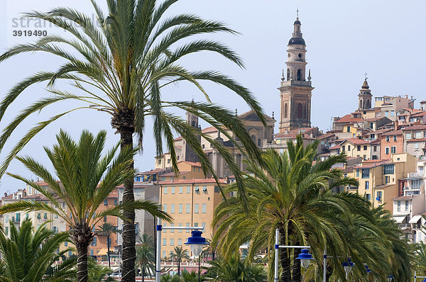 Palmen vor der Altstadt  Menton  Cote d'Azur  Provence  Frankreich  Europa