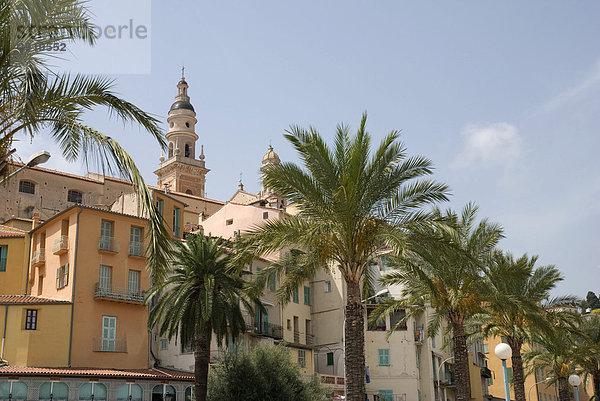 Palmen vor der Altstadt  Menton  Cote d'Azur  Provence-Alpes  Frankreich  Europa