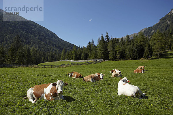 Kühe im Pöllatal  Hohe Tauern  Kärnten  Österreich  Europa