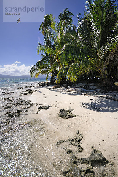 Einsamer Palmenstrand  Insel nördlich der Isla MorÛn  San Blas Archipel  Karibik  Karibische See  Panama  Mittelamerika