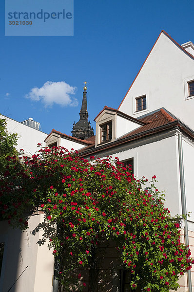 Kletterrosenbusch  Neustadt  Dresden  Sachsen  Deutschland  Europa