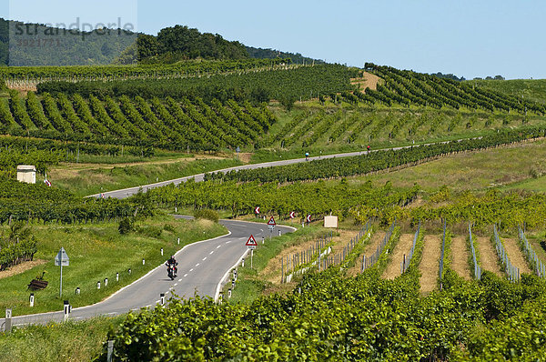 Landstraße durch Weinberge bei Baden bei Wien  Niederösterreich  Österreich  Europa