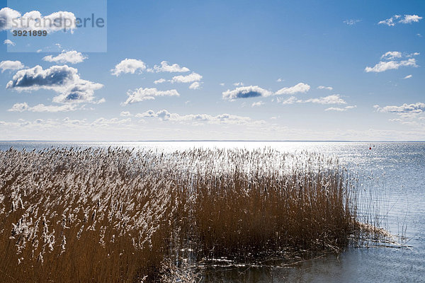 Achterwasser  Schilf  Insel Usedom  Mecklenburg-Vorpommern  Deutschland  Europa