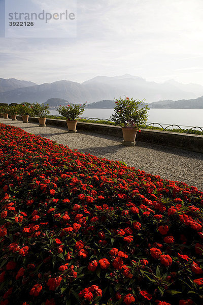 Terrasse mit Seeblick  botanischer Garten der Villa Carlotta  Tremezzo  Comer See  Italien  Europa