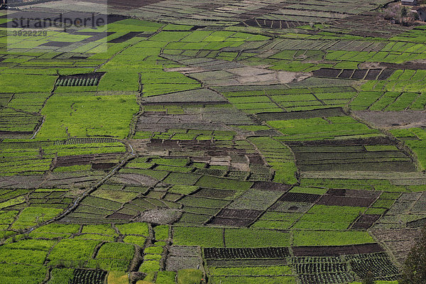 Reisfelder bei Antsirabe  zentrales Hochland  Madagaskar  Afrika