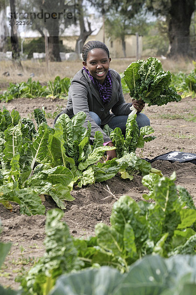 Schülerin einer Landwirtschaftsschule bei der Wirsing-Ernte  Alice Campus  Eastern Cape  Südafrika  Afrika
