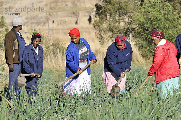 Frauen und Männer bei der Feldarbeit  Bewässerungsfeldbau  Cata-Village im ehemaligen Homeland Ciskei  Eastern Cape  Südafrika  Afrika