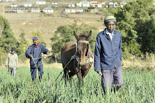 Feldarbeit mit Pferdegespann  Cata-Village im ehemaligen Homeland Ciskei  Eastern Cape  Südafrika  Afrika
