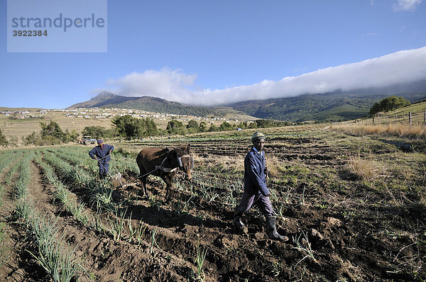 Feldarbeit mit Pferdegespann  Cata-Village im ehemaligen Homeland Ciskei  Eastern Cape  Südafrika  Afrika