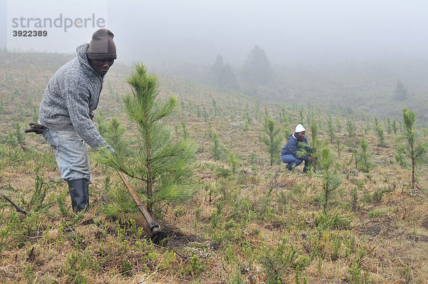 Arbeiter lockert den Boden mit einer Hacke  Aufforstung  Anlegen eines Kiefern-Forstes im unwegsamen Bergland nahe Cata-Village im ehemaligen Homeland Ciskei  Eastern Cape  Südafrika  Afrika
