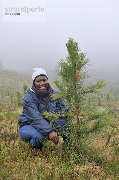 Frau an einer jungen Kiefer  Aufforstung  Anlegen eines Kiefern-Forstes im unwegsamen Bergland nahe Cata-Village im ehemaligen Homeland Ciskei  Eastern Cape  Südafrika  Afrika