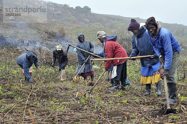 Aufbereitung des Bodens für das Anpflanzen eines Pinien-Forstes im unwegsamen Bergland nahe Cata-Village im ehemaligen Homeland Ciskei  Eastern Cape  Südafrika  Afrika