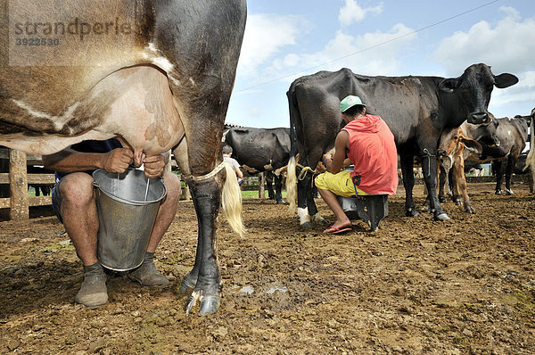 Kühe melken mit der Hand  traditionelle Milchwirtschaft  Siedlung der brasilianischen Landlosenbewegung Movimento dos Trabalhadores Rurais sem Terra  MST  Assentamento 14 de Agosto  Campo Verde  Mato Grosso  Brasilien  Südamerika
