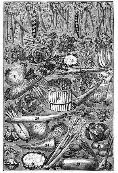 Gemüse  historische Illustration aus: Marie Adenfeller  Friedrich Werner: Illustriertes Koch- und Haushaltungsbuch  Friedrichshagen 1899-1900  Tafel 2  S. 136/137