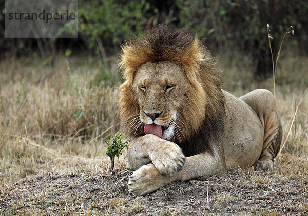 Löwe (Panthera leo) bei der Löwenwäsche
