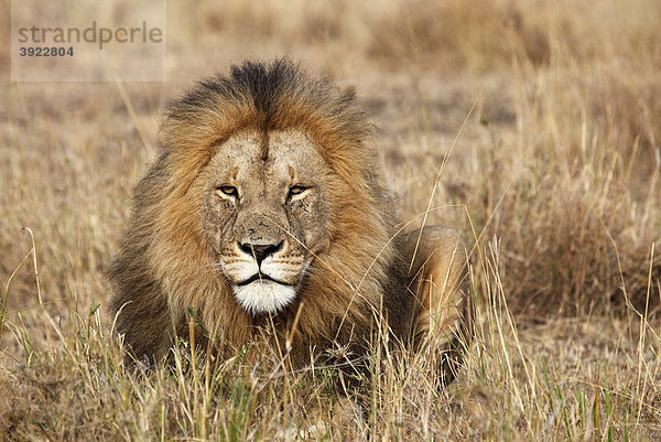 Löwe (Panthera leo)